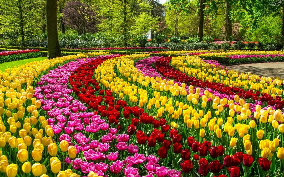 Tour to Keukenhof with Windmill Cruise from Amsterdam Image 4