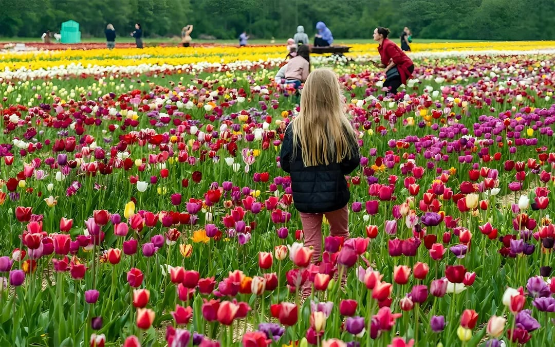 Tour to Keukenhof with Windmill Cruise from Amsterdam Image 6