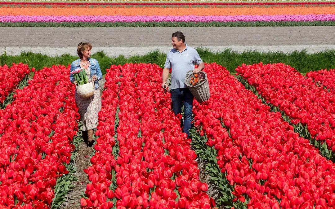 Tour to Keukenhof with Windmill Cruise from Amsterdam Image 9