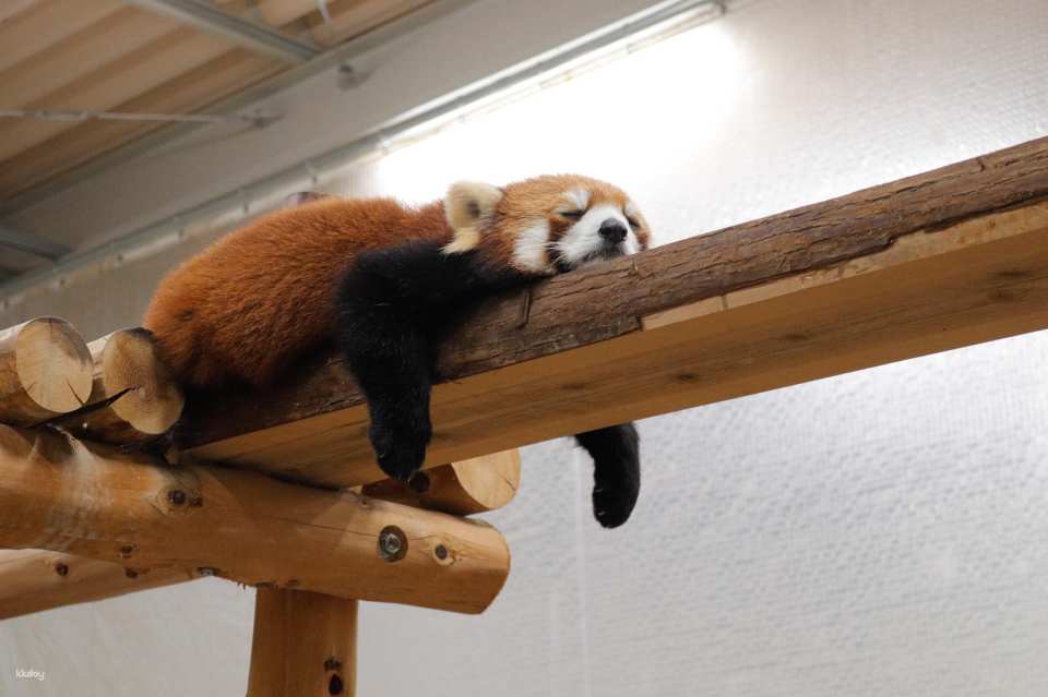 Toyohashi Zoo & Botanical Park (Non-Hoi Park) Ticket | Official Retailer | Aichi