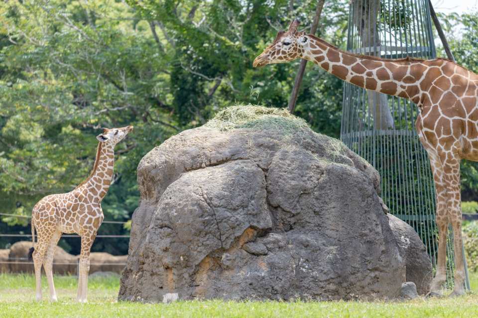 Toyohashi Zoo & Botanical Park (Non-Hoi Park) Ticket | Official Retailer | Aichi