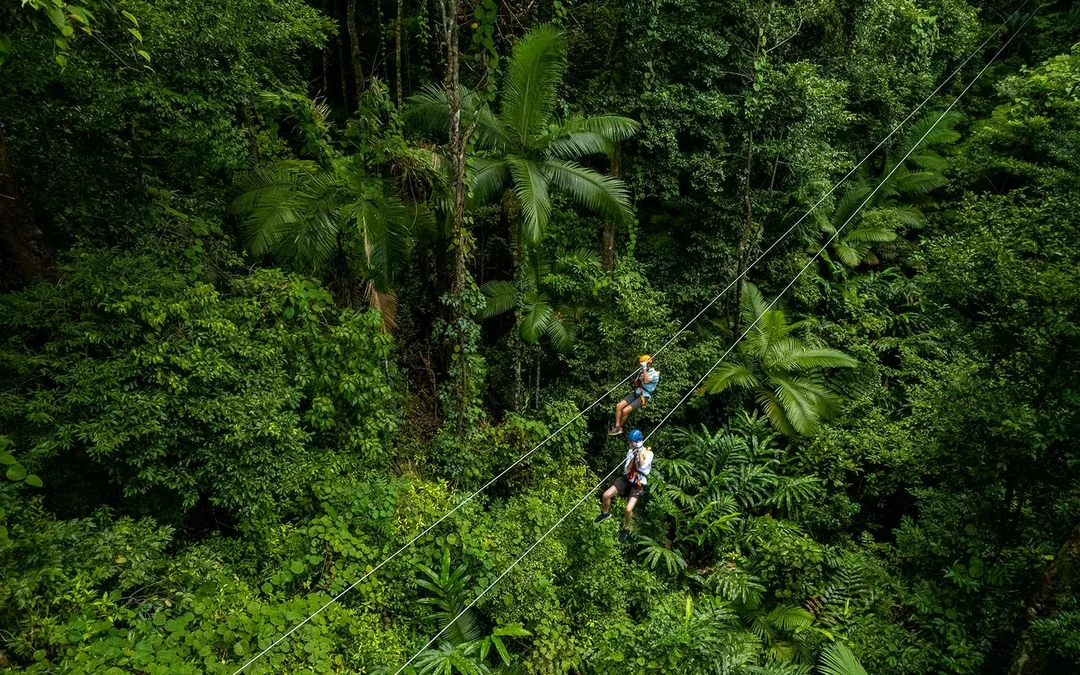 Treetops Adventure Zipline Cape Tribulation Canopy Tour Image 5
