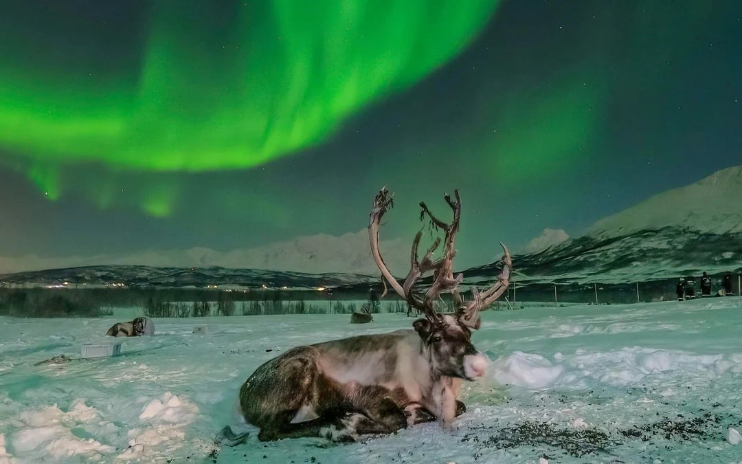 Tromsø: Reindeer Farm Visit and Northern Lights Basecamp Visit Image 1