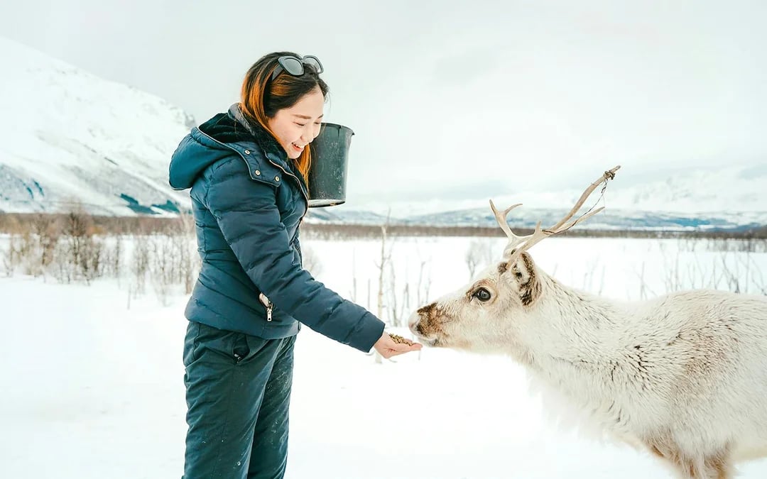 Tromsø Reindeer Feeding & Sami Culture Small-Group Guided Tour Image 1