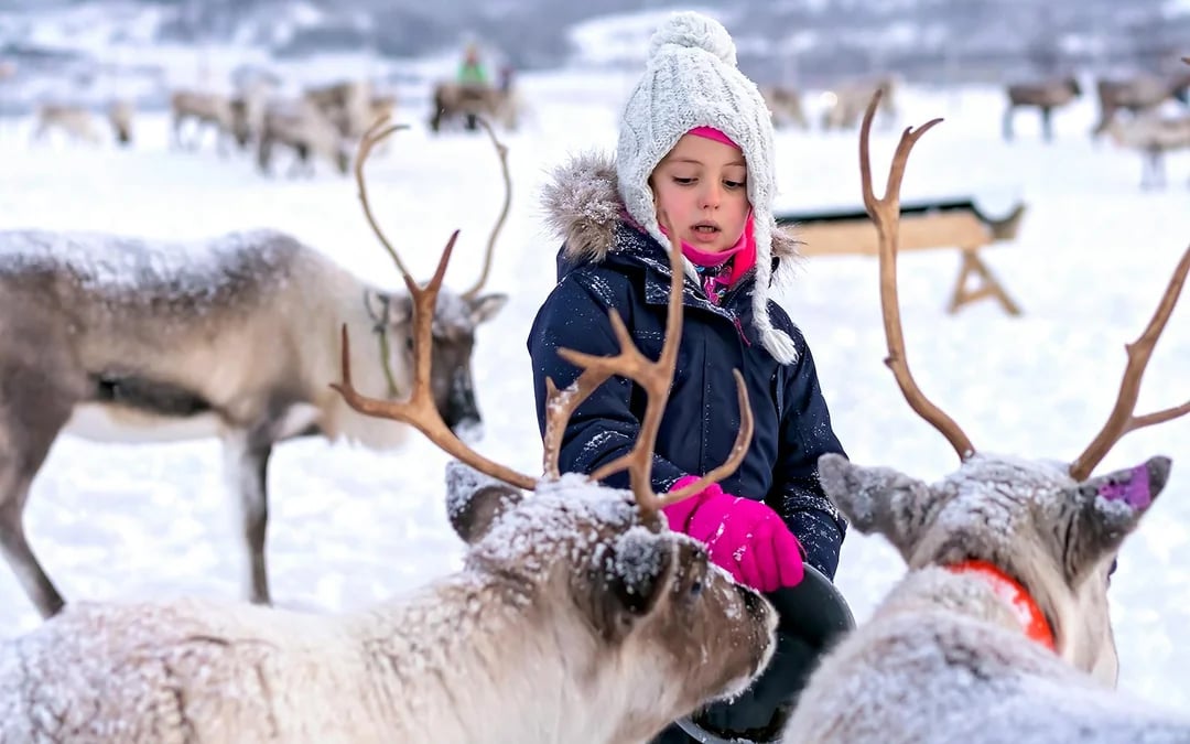 Tromsø Reindeer Feeding & Sami Culture Small-Group Guided Tour Image 6