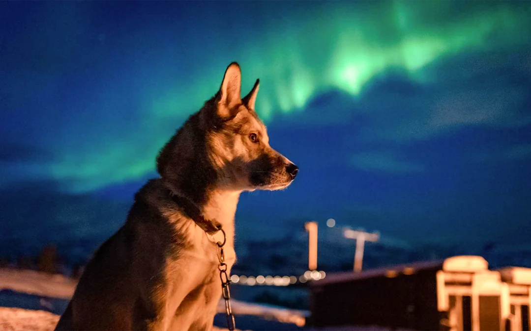 Tromso: Northern Lights & Husky Visit with Traditional Dinner Image 1
