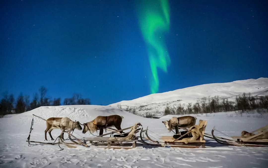 Tromso: Northern Lights, Reindeer and Sami Experiences Image 1