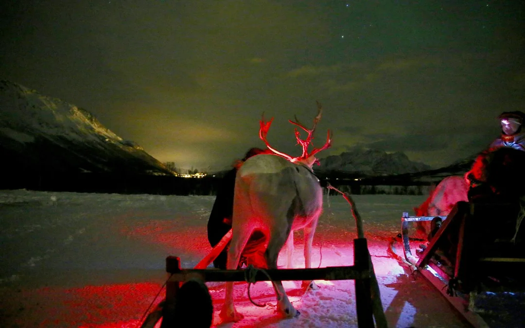 Tromso: Northern Lights, Reindeer and Sami Experiences Image 5