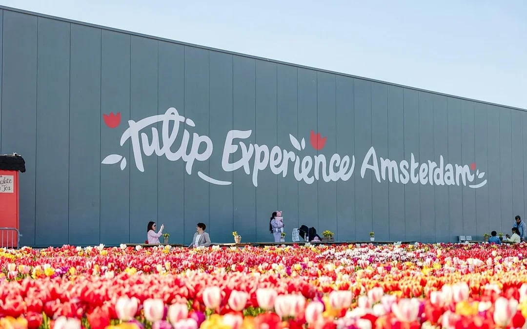 Tulip Experience Tickets with Tulip Fields Visit and Optional Transfers from Amsterdam Image 2