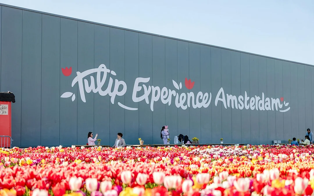 Tulip Experience Tickets with Tulip Fields Visit and Optional Transfers from Amsterdam Image 2