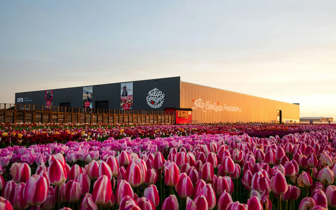 Tulip Experience Tickets with Tulip Fields Visit and Optional Transfers from Amsterdam Image 12