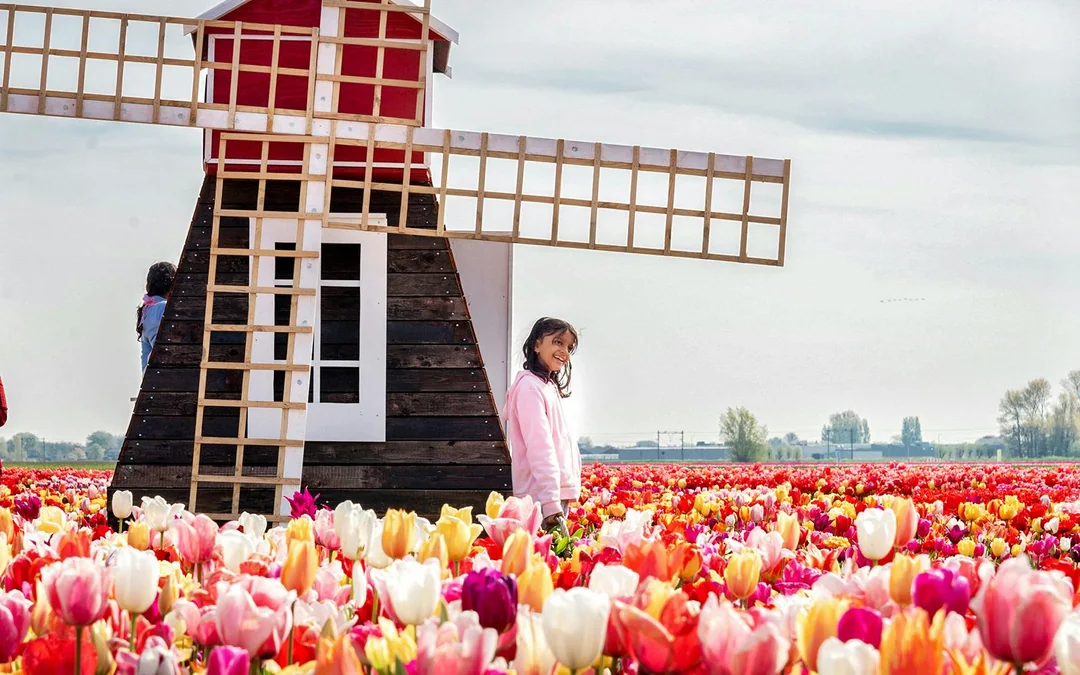 Tulip Experience Tickets with Tulip Fields Visit and Optional Transfers from Amsterdam Image 3