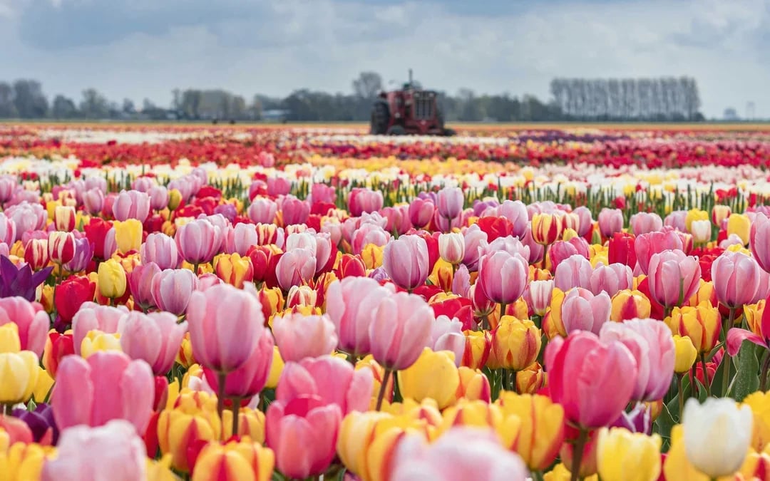 Tulip Experience Tickets with Tulip Fields Visit and Optional Transfers from Amsterdam Image 6