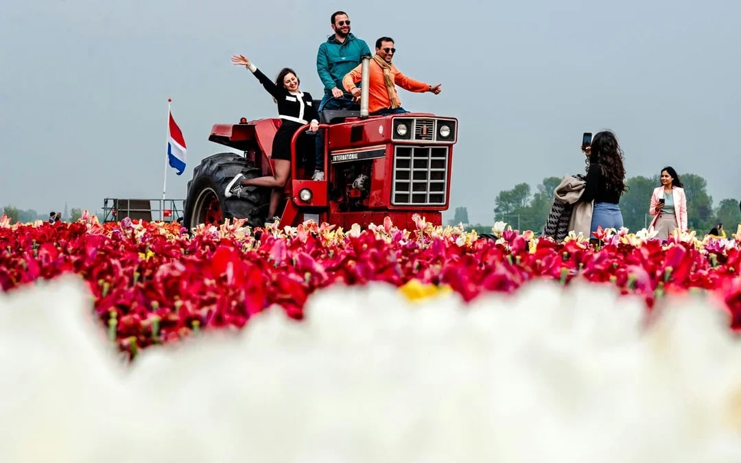 Tulip Experience Tickets with Tulip Fields Visit and Optional Transfers from Amsterdam Image 8