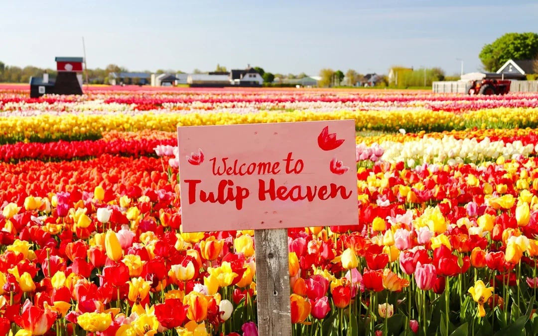 Tulip Experience Tickets with Tulip Fields Visit and Optional Transfers from Amsterdam Image 9