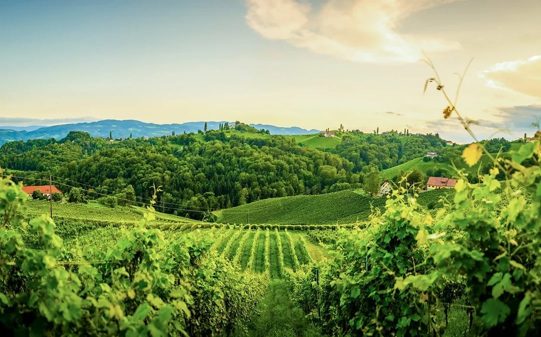 Tuscany Wine and Olive Oil Trail: Small-Group Tour From Florence Image 2