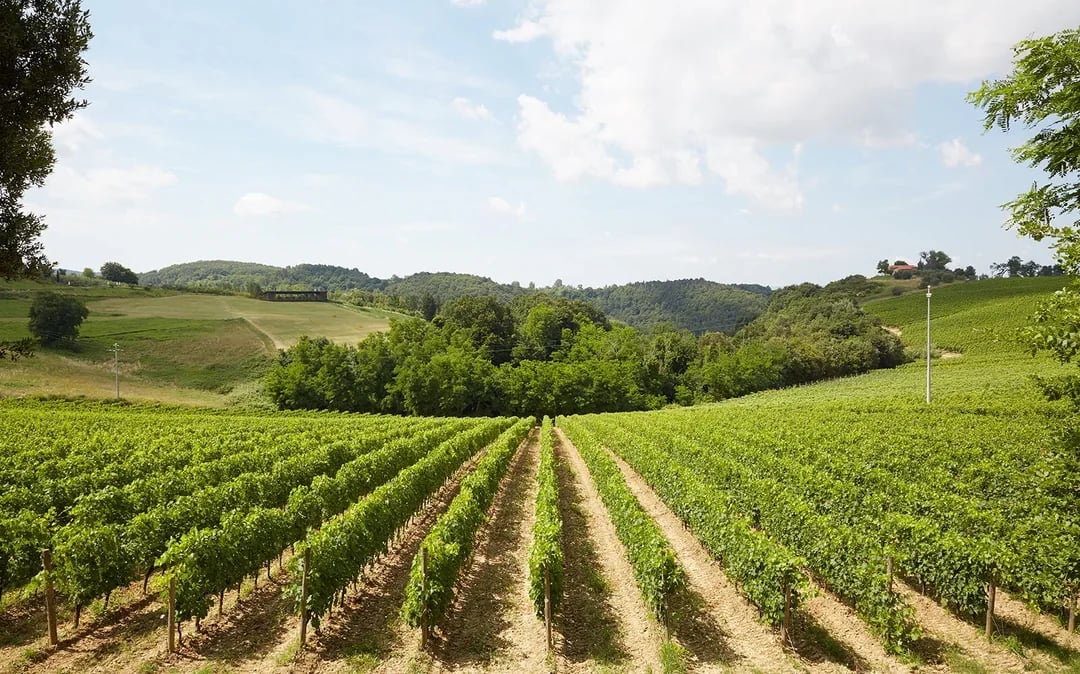 Tuscany Wine and Olive Oil Trail: Small-Group Tour From Florence Image 6