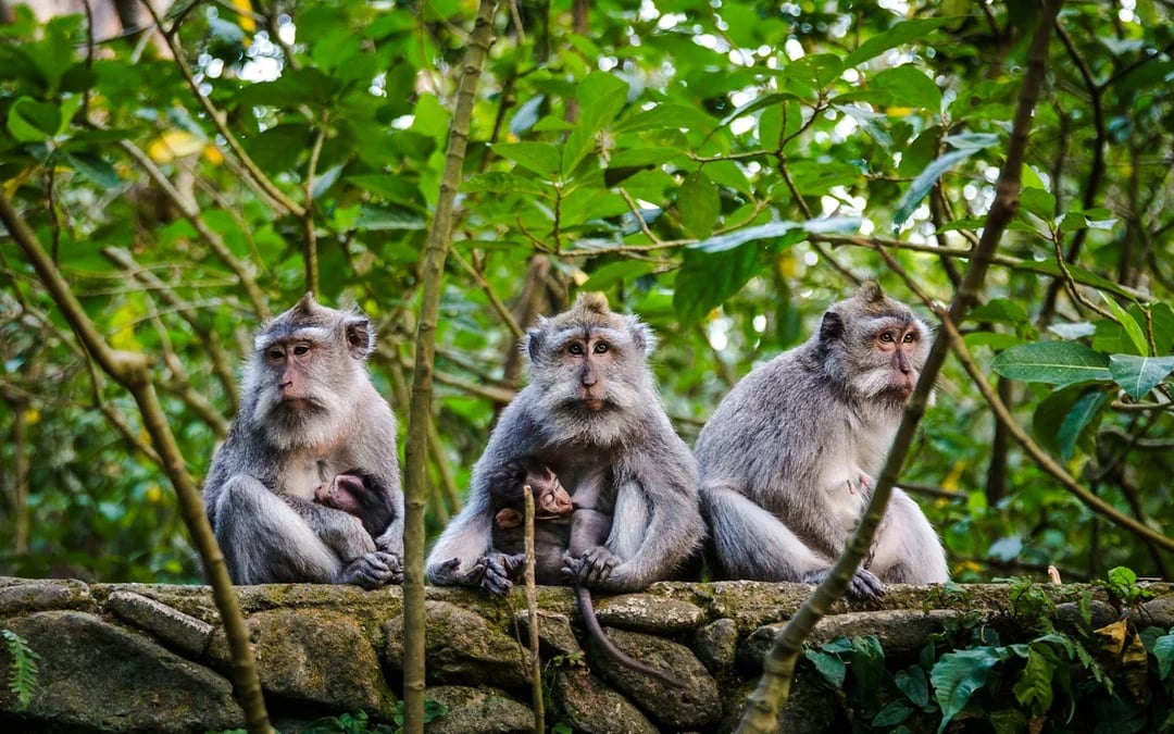 Ubud Highlights Private Tour with Entry Fees Included: Monkey Forest, Tirta Empul, Waterfall & Rice Terrace Image 4