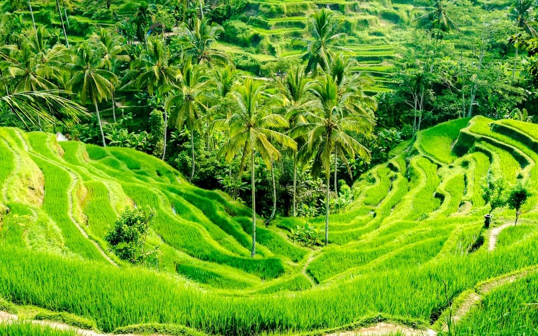 Ubud Highlights Private Tour with Entry Fees Included: Monkey Forest, Tirta Empul, Waterfall & Rice Terrace Image 5