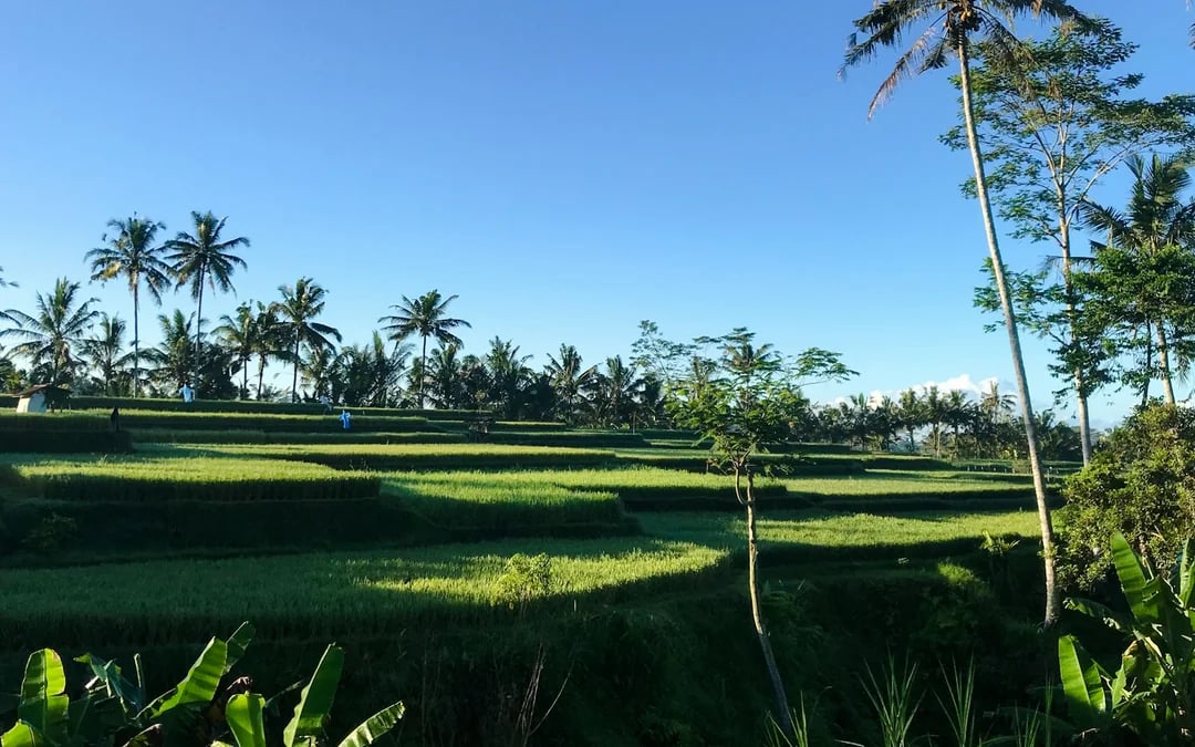 Ubud Private Tour: Tibumana and Kanto Lampo Waterfalls, Tirta Empul Water Temple, and Tegalalang Rice Terraces Image 4