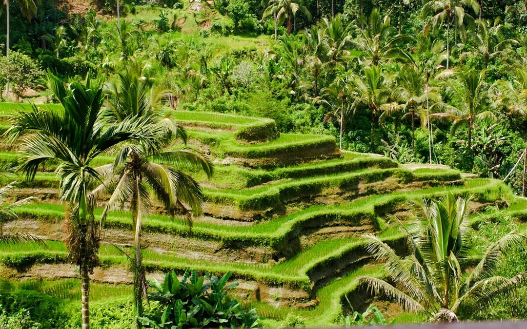 Ubud Private Tour: Tibumana and Kanto Lampo Waterfalls, Tirta Empul Water Temple, and Tegalalang Rice Terraces Image 6