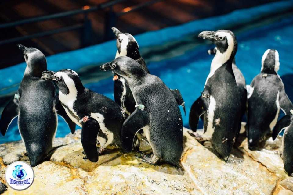 Underwater World Langkawi: Admission Ticket | Malaysia