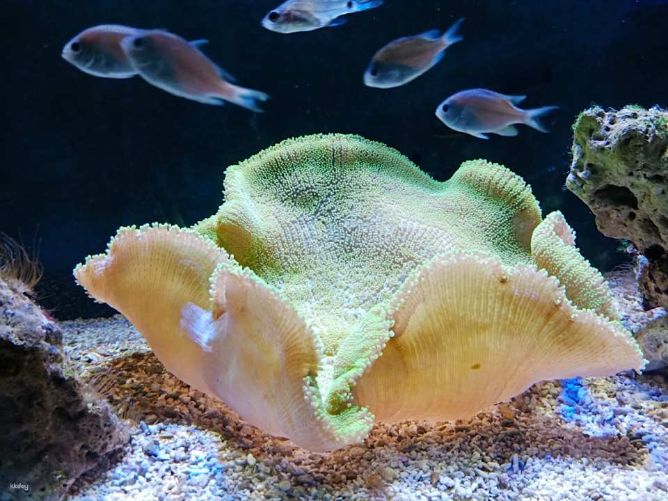 Underwater World Langkawi: Admission Ticket | Malaysia