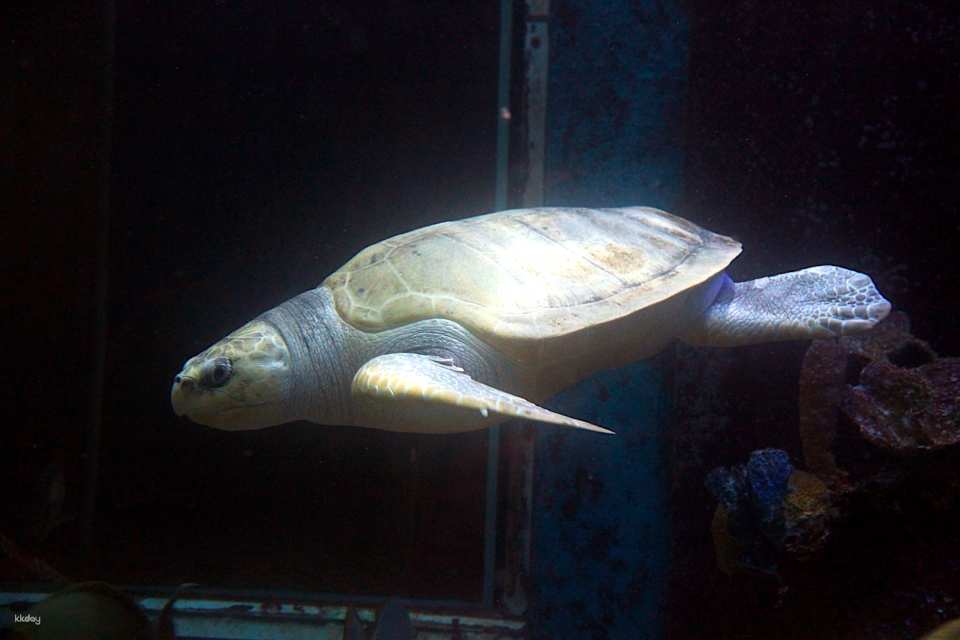 Underwater World Langkawi: Admission Ticket | Malaysia