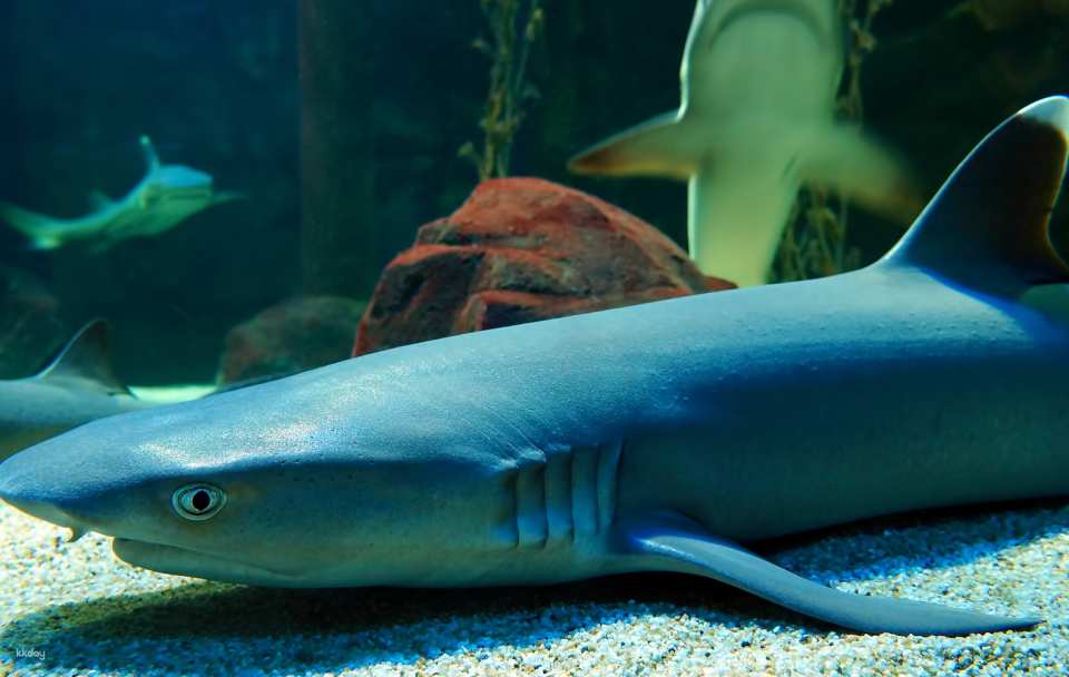 Underwater World Langkawi: Admission Ticket | Malaysia