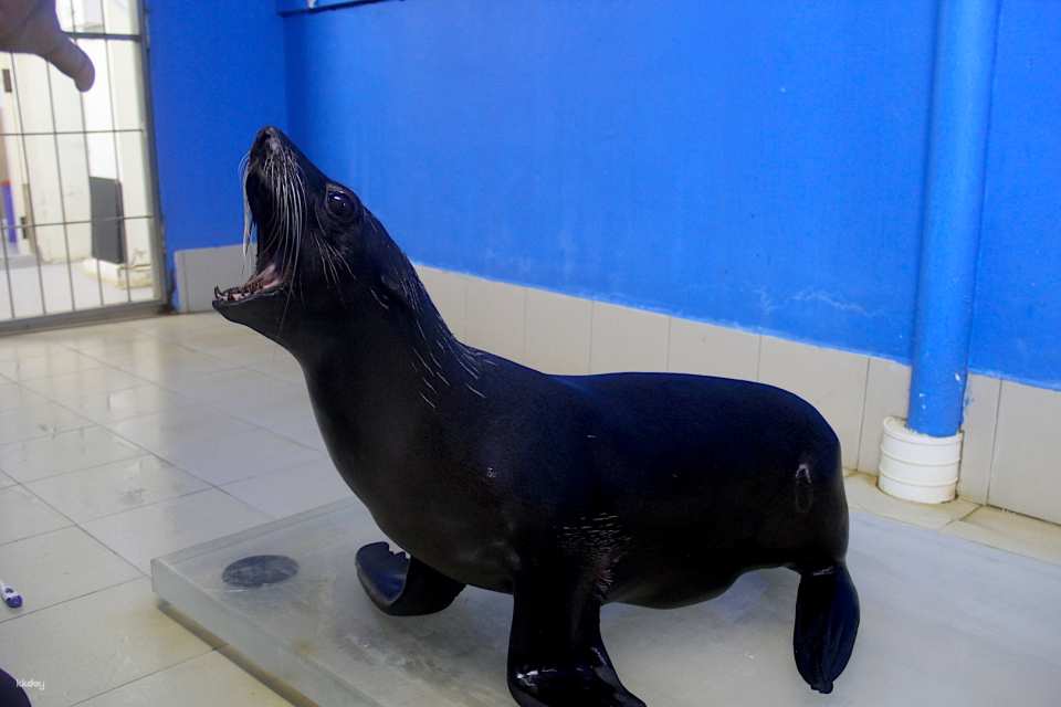 Underwater World Langkawi: Admission Ticket | Malaysia