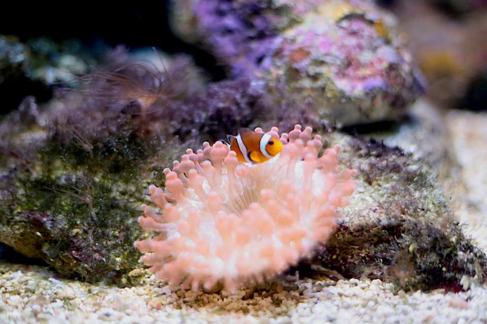 Underwater World Langkawi: Admission Ticket | Malaysia