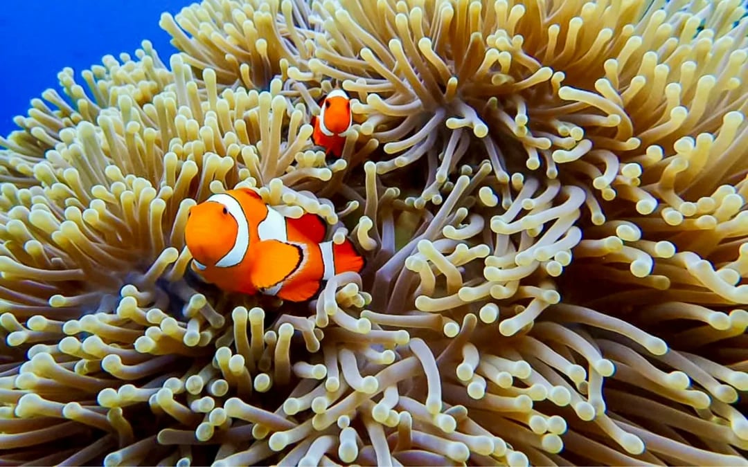 USAT Liberty Shipwreck & Coral Garden Beginner Dives with Private Guide and Round-Trip Hotel Transfers Image 1