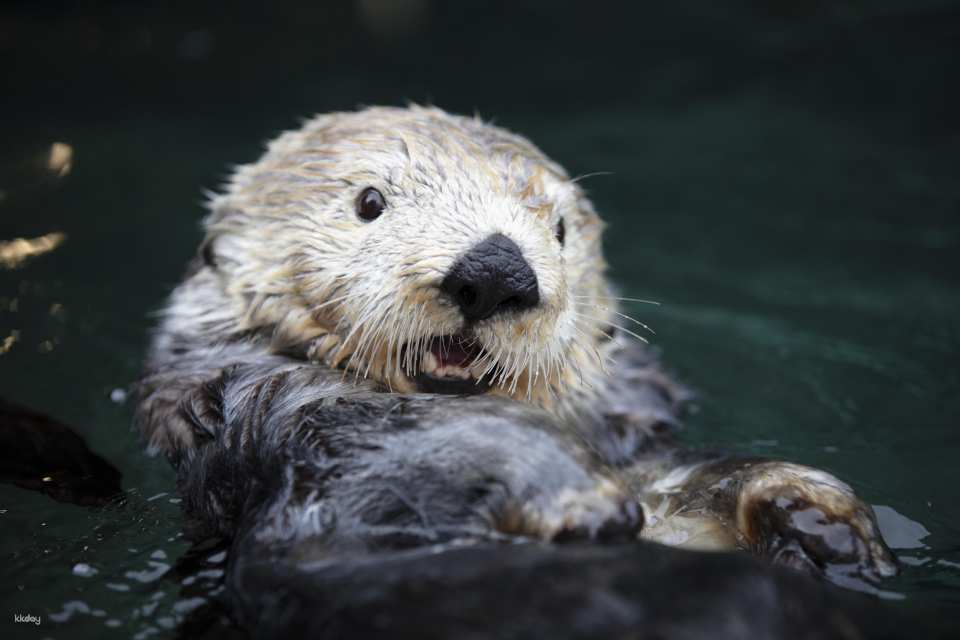 Vancouver Aquarium: Admission Ticket | Canada