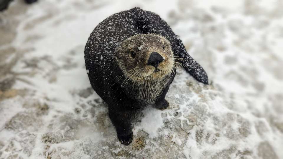 Vancouver Aquarium: Admission Ticket | Canada