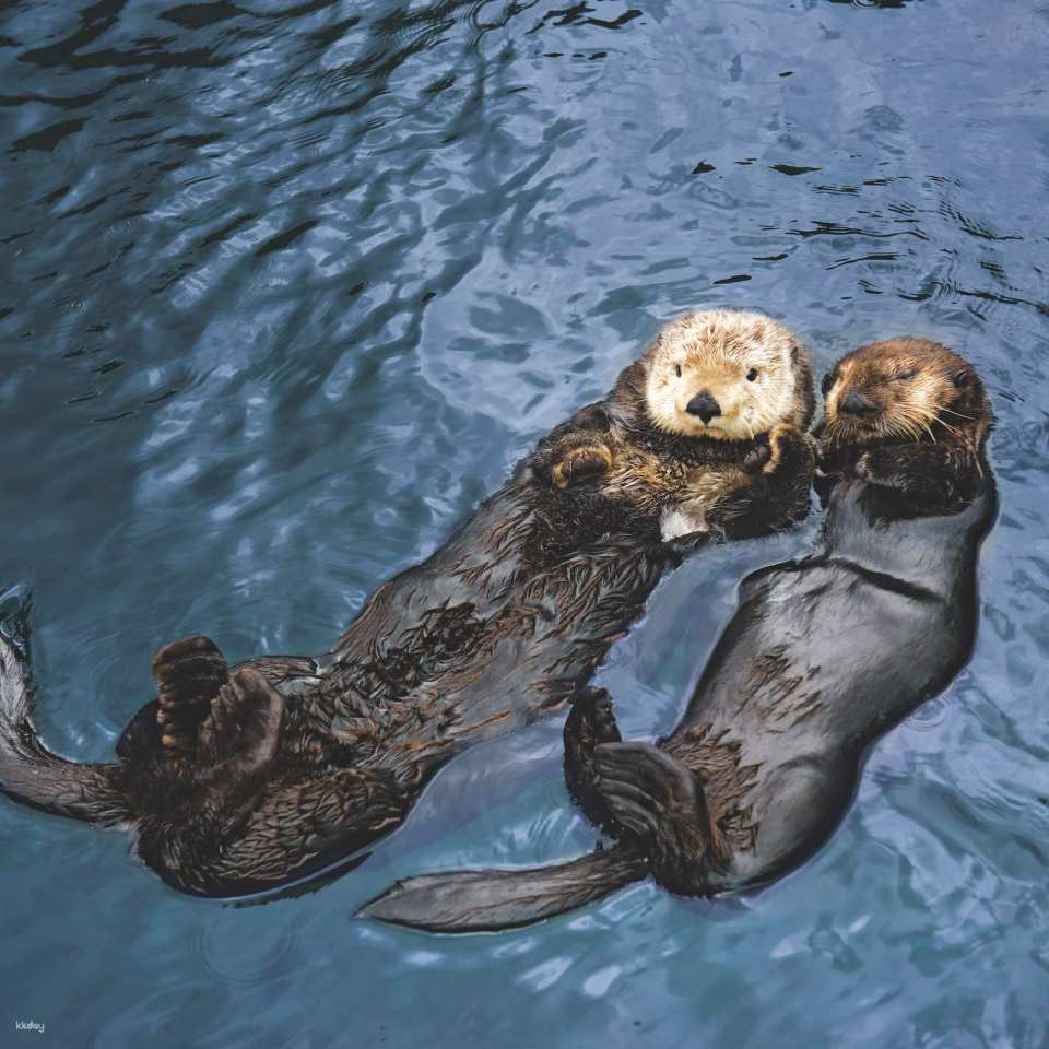 Vancouver Aquarium: Admission Ticket | Canada