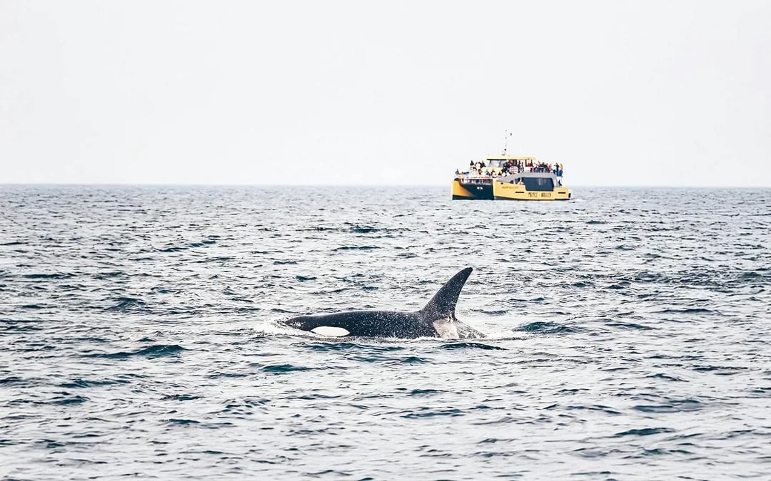 Victoria Whale Watching Tours by Covered Boat Image 1
