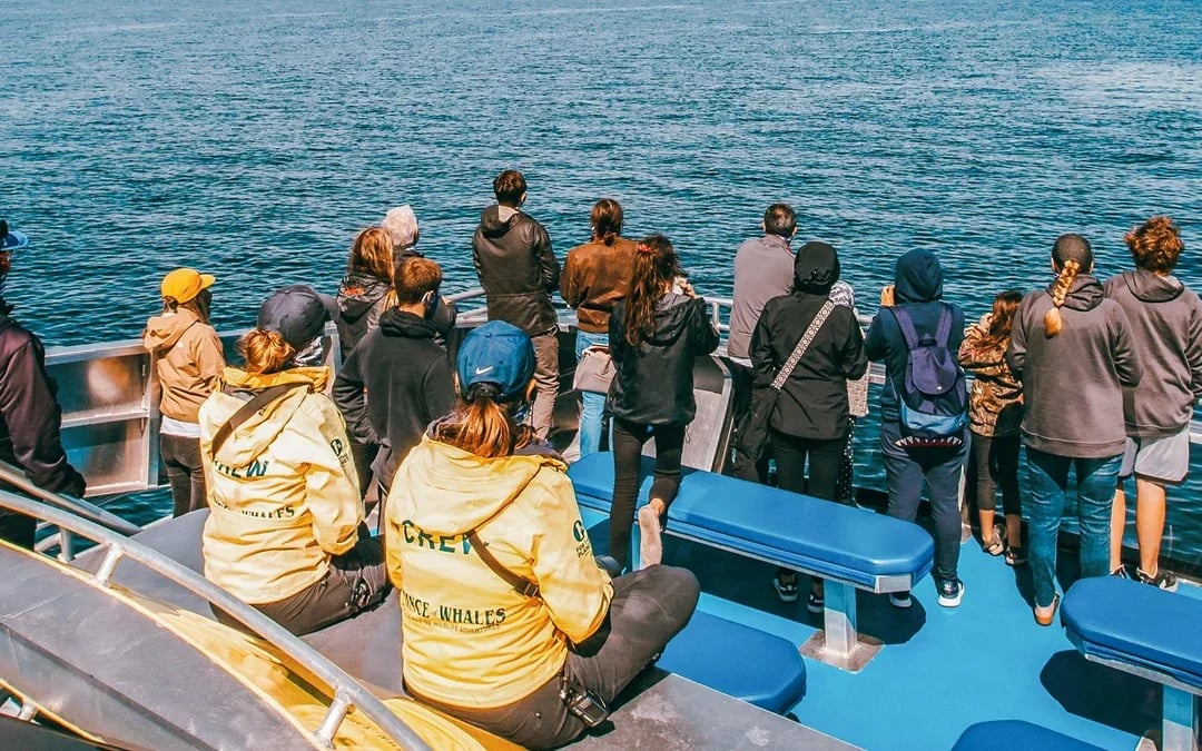 Victoria Whale Watching Tours by Covered Boat Image 4