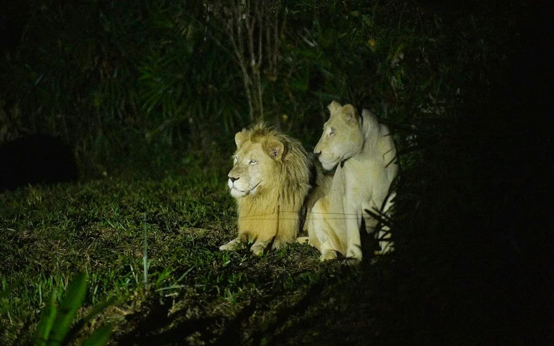 Vinpearl Safari Phu Quoc Entry Ticket Image 4