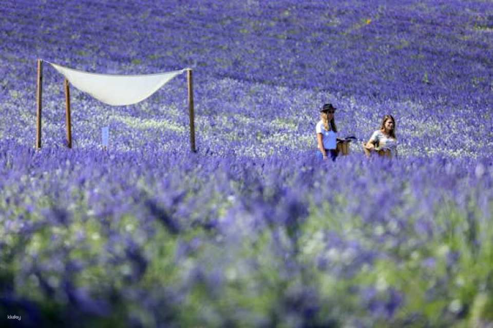 Visit of a lavender field in Aix-en-Provence