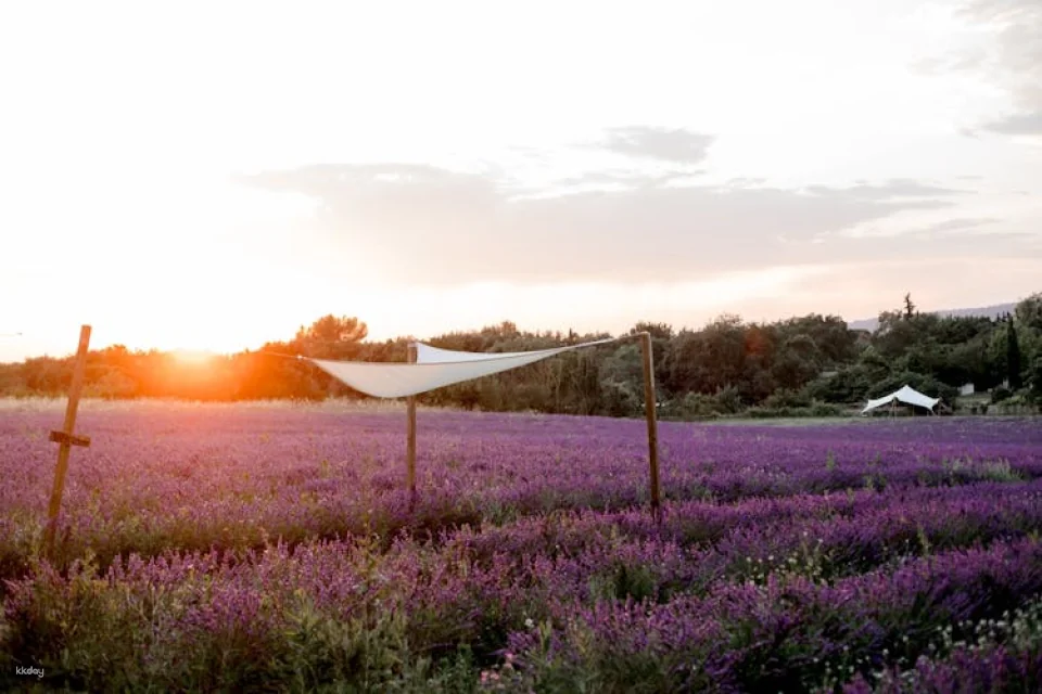Visit of a lavender field in Aix-en-Provence