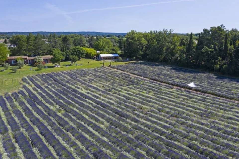 Visit of a lavender field in Aix-en-Provence