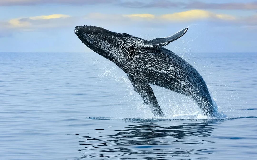 Waikiki Guided Whale Watching Sail Image 1