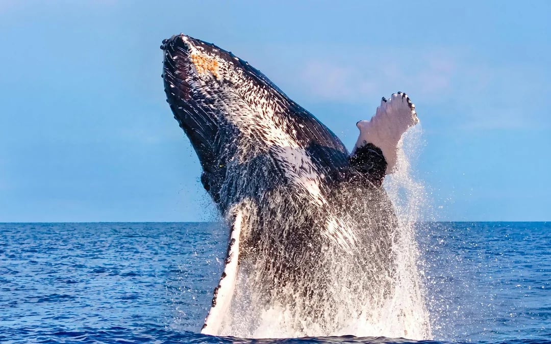 Waikiki Guided Whale Watching Sail Image 5