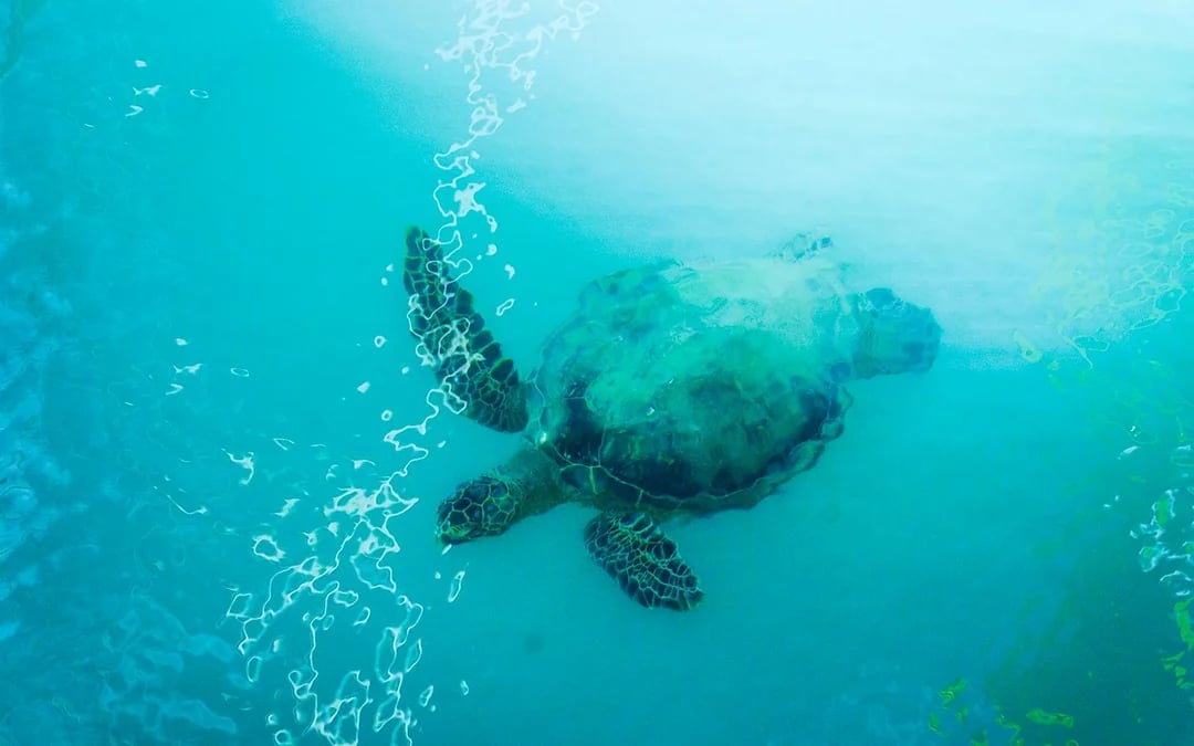 Waikiki Marine Life Cruise on Glass-Bottom Boat Image 12
