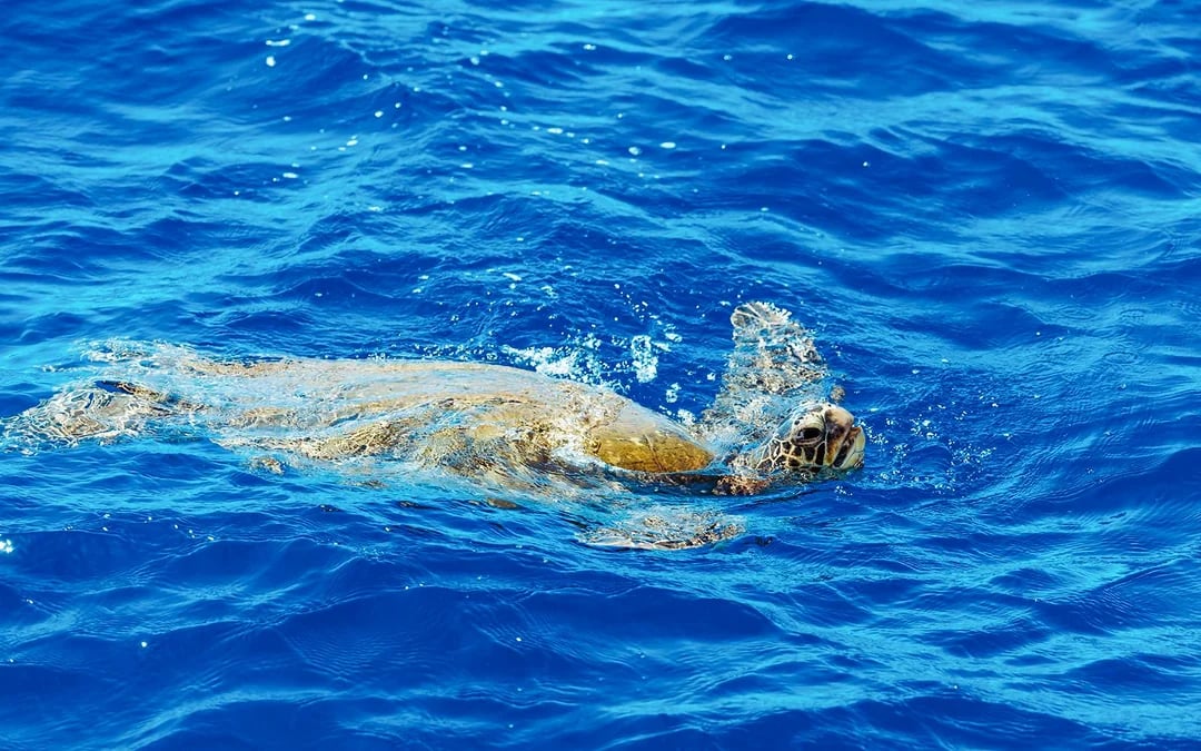 Waikiki Marine Life Cruise on Glass-Bottom Boat Image 4
