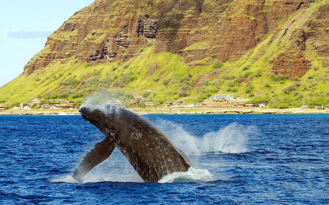 Waikiki Marine Life Cruise on Glass-Bottom Boat Image 5