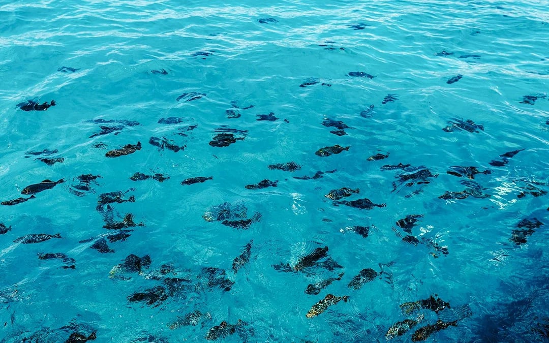 Waikiki Marine Life Cruise on Glass-Bottom Boat Image 8