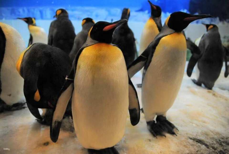 Wakayama Adventure World | Japan