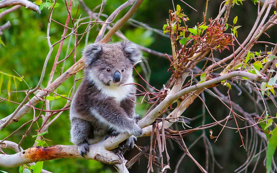 Walk with Wildlife Guided Tour at Wildlife Wonders Image 2