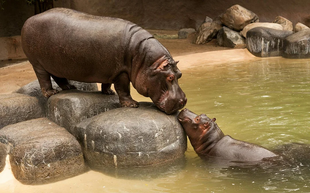 Warsaw Zoo Skip-the-Line Tickets Image 5